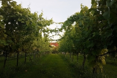 HOME-1-winnica