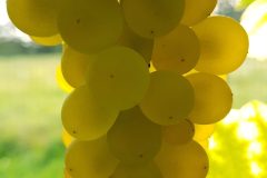Home-20180901_072600-scaled
